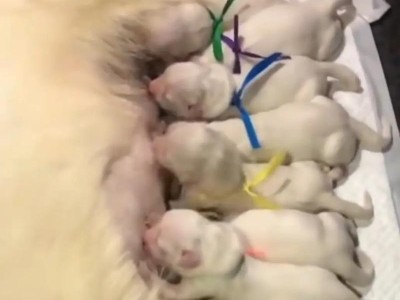 养一只金毛犬，一个月的花费究竟有多高？（了解金毛犬的生活成本，从饲养到医疗应有尽有）