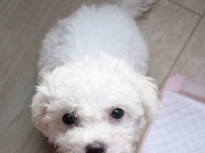 小巧玲珑的比熊犬（一只优雅的小型宠物）