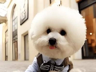 以比熊为伴侣犬的训练技巧（发掘比熊宠物的训练潜能，使其成为最优秀的伴侣犬）