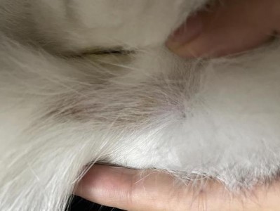 猫尾巴僵硬的含义和影响（揭示猫尾巴僵硬的神秘面纱，了解其潜在问题）