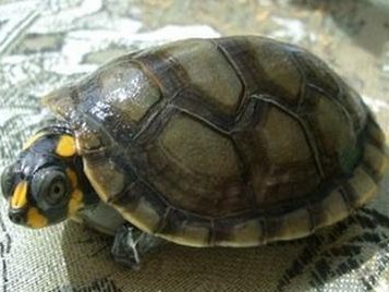 红腹短颈龟的饲养方法