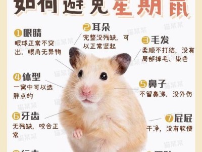 仓鼠的品种及特点（探索仓鼠世界，了解不同品种的魅力）