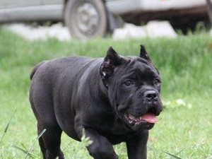 如何养成优秀的卡斯罗犬？（卡斯罗犬训练技巧及注意事项）