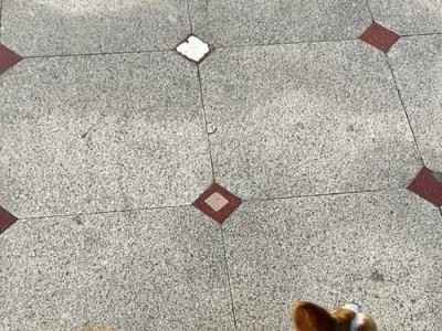 柯基犬的体型特点与魅力解析（探索柯基犬迷人的体型魅力及其对生活的影响）