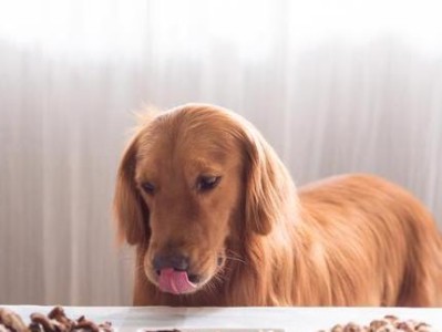 狗狗不吃狗粮怎么办？（解决狗狗挑食难题的实用方法）