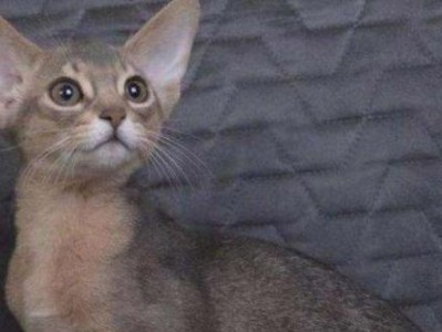 东方短毛猫饲养指南（如何照顾您的东方短毛猫）