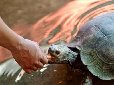 淡水碳龟的完美饲养指南（打造健康快乐的宠物生活）