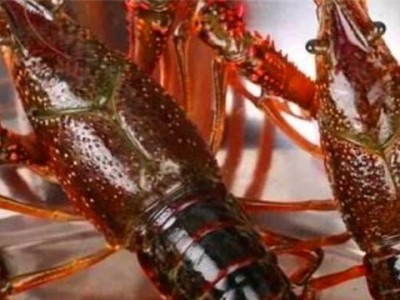 如何喂养宠物龙虾（龙虾的食物需求和喂养技巧）