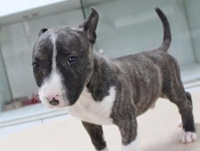 训练牛头梗犬（如何通过语气训练你的牛头梗犬？）