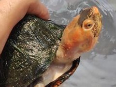 红面泥龟的饲养全指南（宠物爱好者必看，掌握这些技巧让你的红面泥龟长寿健康）