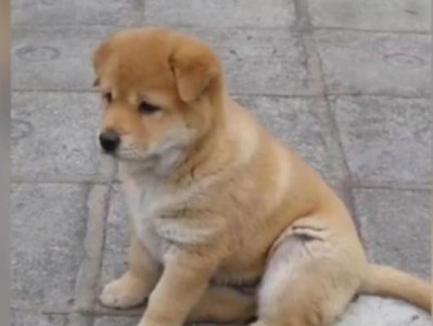 中华田园犬的饲养全攻略（做个负责任的中华田园犬主人）