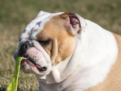 罗威纳为什么不吃狗粮？（从宠物健康、品味偏好、饮食习惯三方面解析）