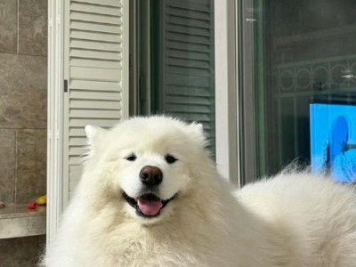 萨摩耶犬（迷人的笑容和温柔的性格，萨摩耶犬成为人们心目中的梦幻伴侣）