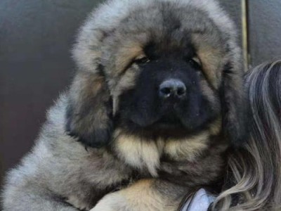 高加索犬价格及饲养相关知识分享（了解高加索犬的价格和养护技巧，让你成为合格的高加索犬主人）