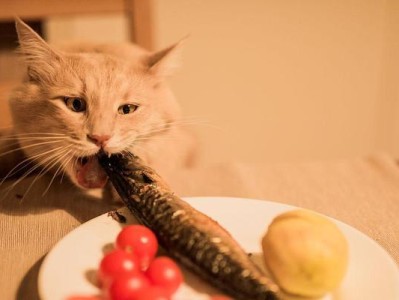 猫咪上餐桌（猫咪上餐桌的危害及防范措施）