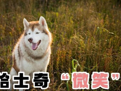 哈士奇的饮食需求(揭秘哈士奇对食物的需求量,专家解答你的困惑)