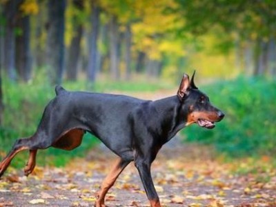 探究杜宾犬的性格特点（解密杜宾犬的八种性格特征）