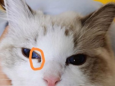 猫眼角白色物质的成因及处理方法（探究猫眼角白色物质的种类和治疗方法）