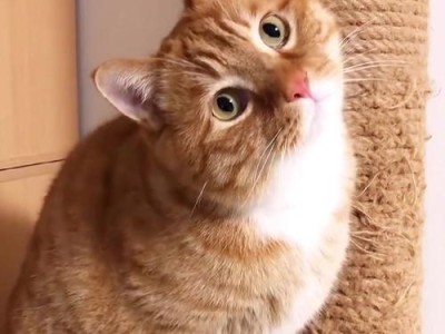 如何选择养猫最赚钱？（以现在养什么猫最赚钱为主题的指南）