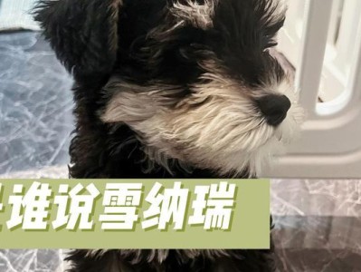 解密雪纳瑞的凶性之谜（探究雪纳瑞为什么容易发展出凶性）