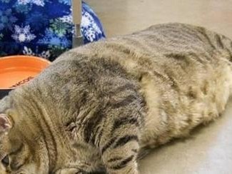 如何让宠物猫变胖？（养猫必看，让你的猫咪健康变胖的方法）