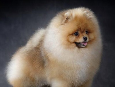 博美犬价格揭秘（了解博美犬市场价格，看你是否买得划算！）