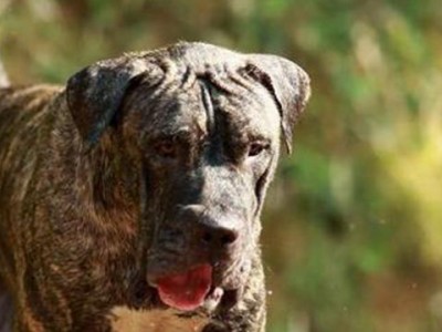 狗的凶猛性与听从性（拥有绝佳听主人话技能的守卫犬品种及特点）