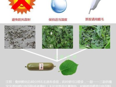 七彩鱼的最佳喂食时间（掌握最佳喂食时间，让七彩鱼健康成长）