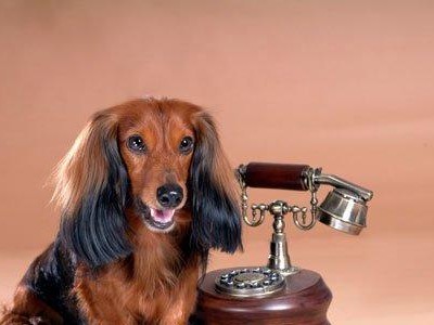 如何保养下肢瘫痪的腊肠犬（宠物腊肠犬的健康护理，）