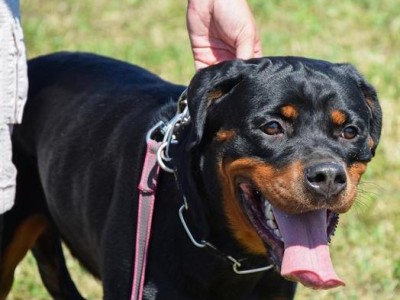 探究罗威纳犬的身材优势（以宠物为主，深度盘点罗威纳犬体型的特点和优势）