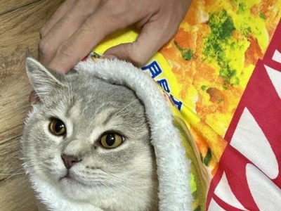 救救我！宠物猫突发重病怎么办？