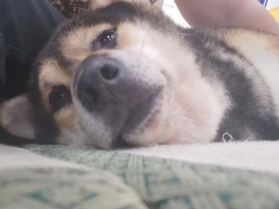 狗狗的教育时机（从什么时候开始教狗狗最合适？）