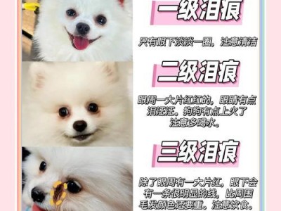博美小狗耳朵绑多久最合适？（耳朵绑定对博美小狗成长的影响和正确方法）