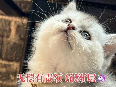 揭秘银渐层猫的售价及养育成本（探寻银渐层猫的价格和养育费用，为您提供全面了解）