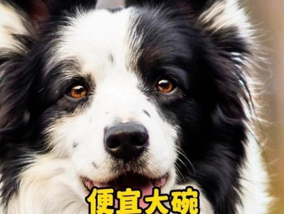 形状类似铜钱的狗粮，给宠物带来全新的口感体验（探索领先市场的狗粮品牌以及它们的创新产品）