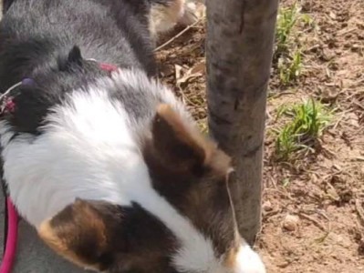如何正确清理你的柯基犬耳朵（宠物保健小贴士，让你的柯基更健康）