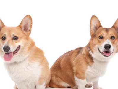 10种受欢迎的小型犬及其寿命揭秘（探索这些可爱小型犬的长寿之谜）