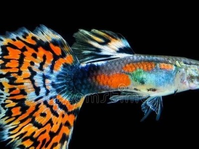 养鱼百科（探索丰富多样的养鱼世界，打造理想的水族箱）