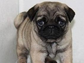 巴哥幼犬价格及如何选择（探讨巴哥幼犬价格范围，为您提供选购建议）