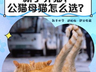 解决母猫分娩后的食欲问题（诱导母猫进食的有效方法）