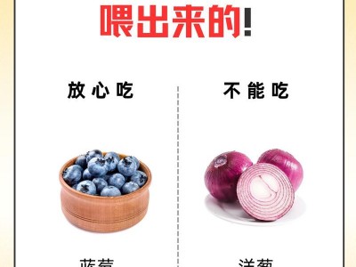 泰迪吃多了怎么办？（用什么药可以帮助泰迪消化）