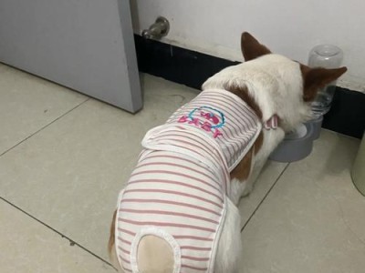 为什么狗狗喜欢走在主人后面？（探究狗狗行为背后的心理原因）
