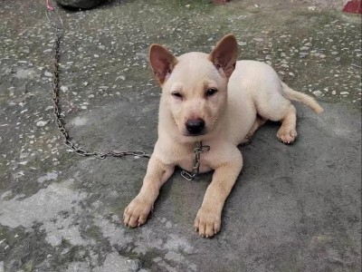 小猫闻人鼻子的意义及解读（揭开小猫闻人鼻子背后的秘密）