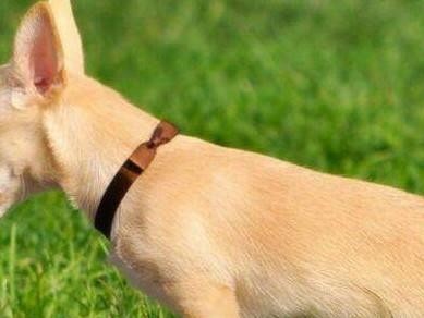 如何训练你的小狗成为一只优秀的宠物犬？（从几个月开始训练，建立良好习惯，形成积极性格）