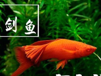 爱琴鱼的饲养全指南（如何让你的爱琴鱼快乐成长）