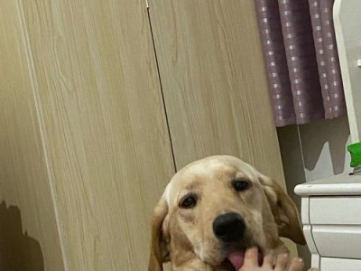 拉布拉多犬的养育成本及经验分享（了解拉布拉多犬养育的费用以及新手铲屎官的建议）