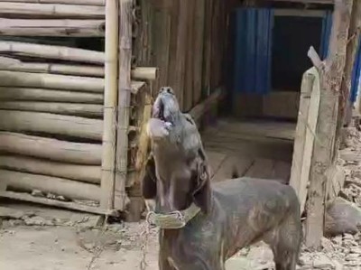 以公猎狗取名为主题的文章（15个关于公猎狗取名的创意和建议）