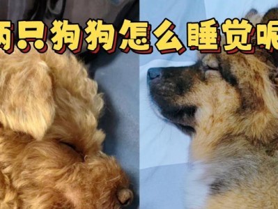 为什么狗狗不能以米为主食？（深入探究狗狗饮食的科学原理与健康食谱）