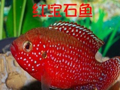 红宝石鱼的饲养方法（打造一个优美生态环境，让红宝石鱼健康成长）