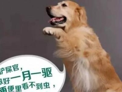 宠物狗狗的驱虫与洗澡一起进行是否可行（洗澡时顺便给狗狗进行驱虫，注意这些要点）